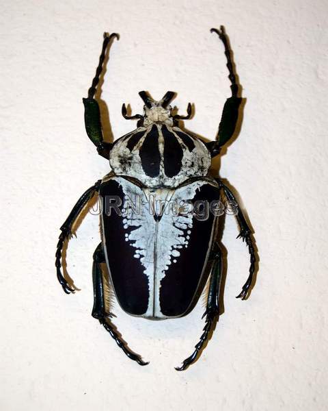 Goliath Beetle