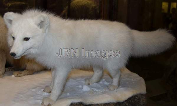 Artic White Fox