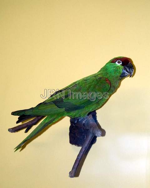 Thick-billed Parrot