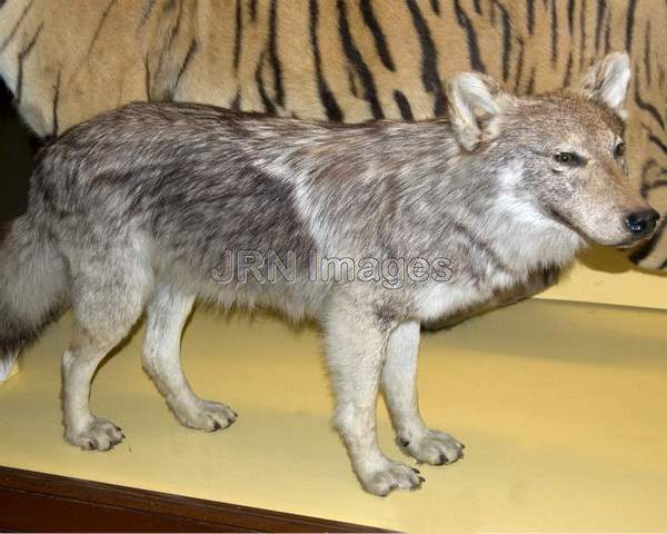 Mexican Gray Wolf