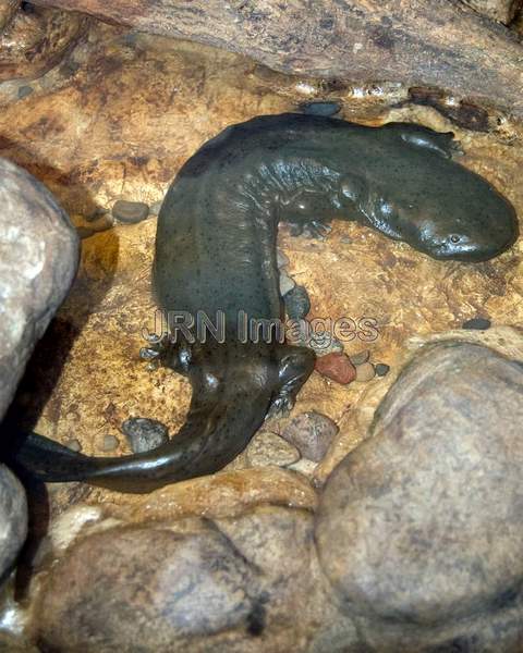 Salamanders