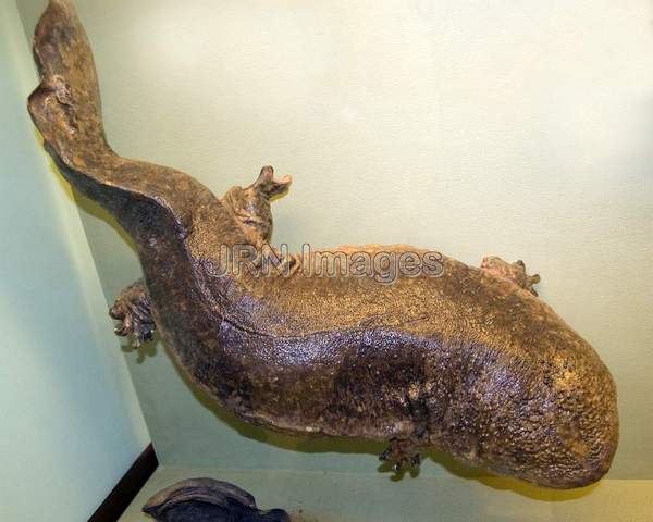 Giant Salamanders