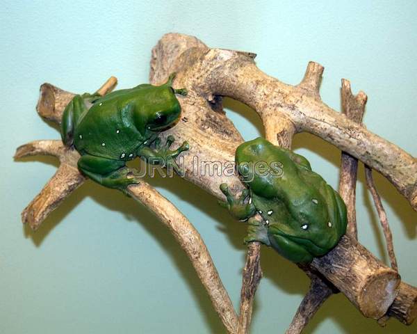 Australia tree frog