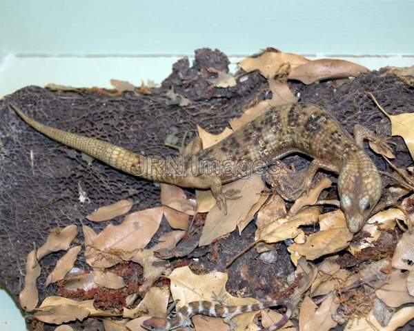 Texas alligator lizard