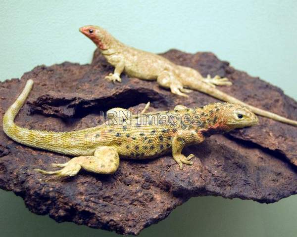 Hood island lava lizard