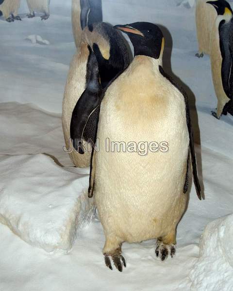 Emperor Penguin