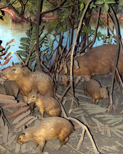 Capybaras