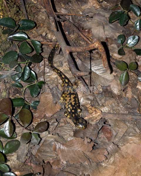 Eastern Tiger Salamander