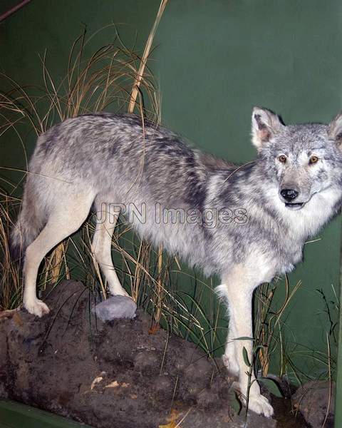 Gray wolf