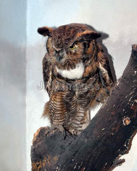 Great horned owl