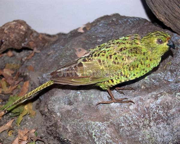 Ground Parrot