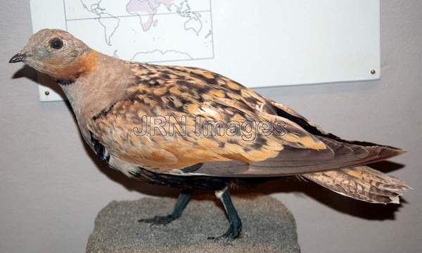 Black-bellied Sandgrouse