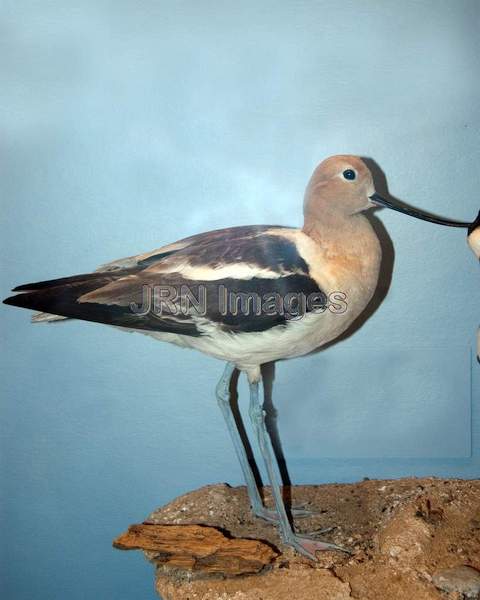 American Avocet