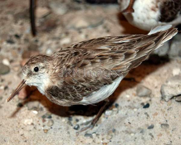 Least Sandpiper