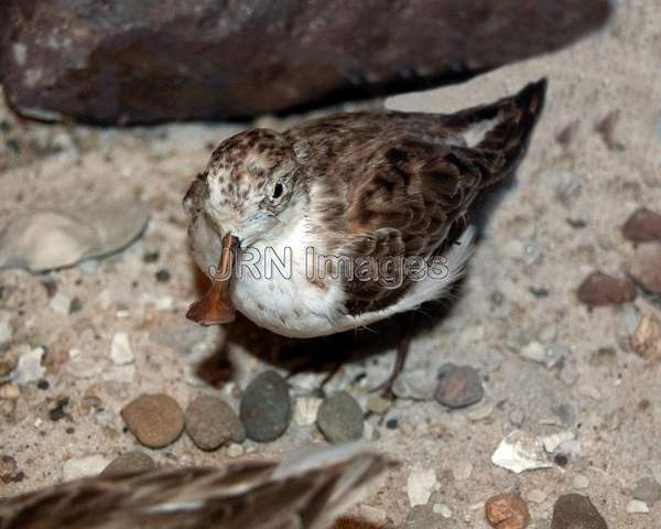 Spoon-billed Sandpiper