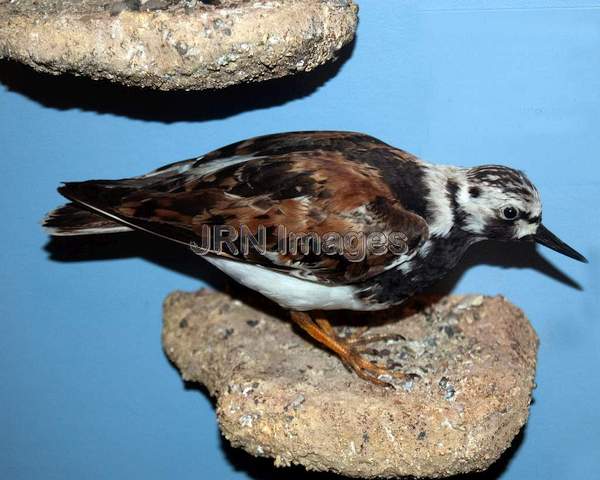 Ruddy Turnstone