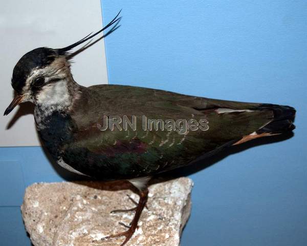 Northern Lapwing