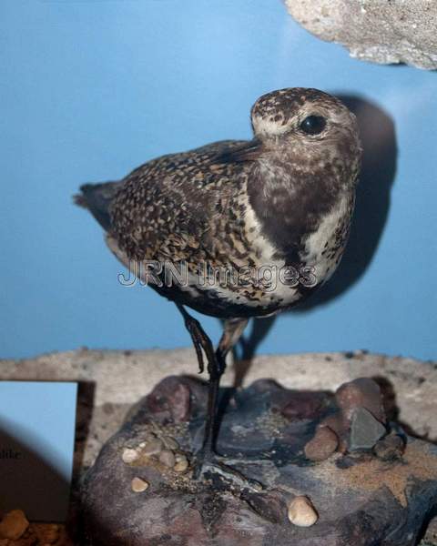 Greater golden-Plover