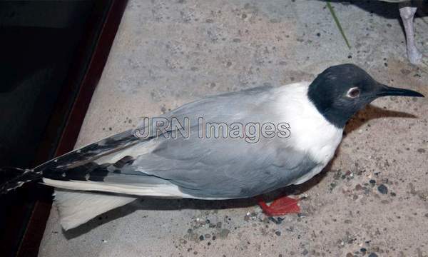 Bonaparte's Gull