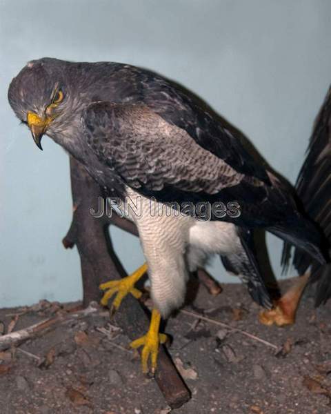 Black-chested Buzzard-Eagle