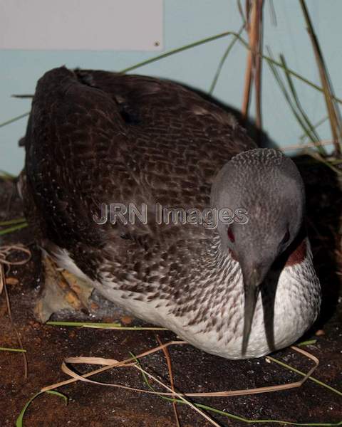 Red-throated loon