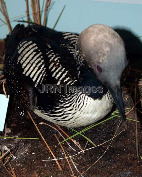 Arctic Loon