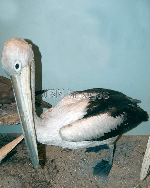 Australian Pelican