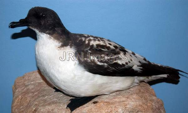 Cape petrel