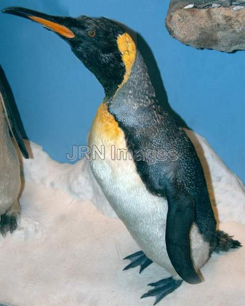 King Penguin