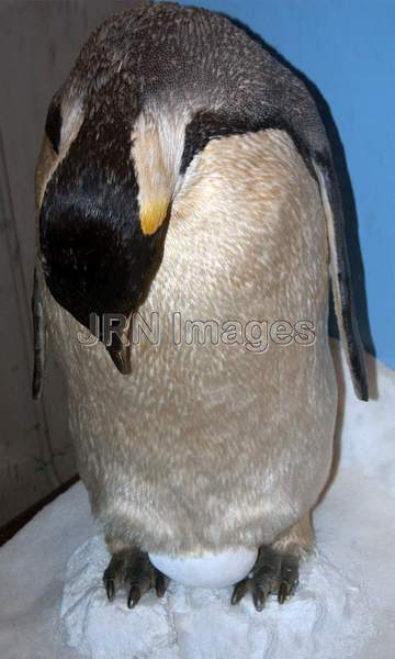 Emperor penguin