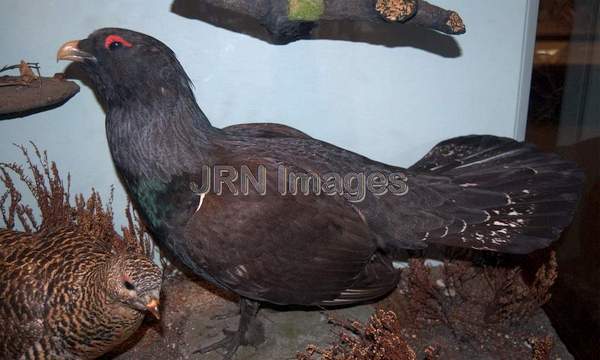 Capercaillie