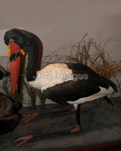 Saddle-billed Stork