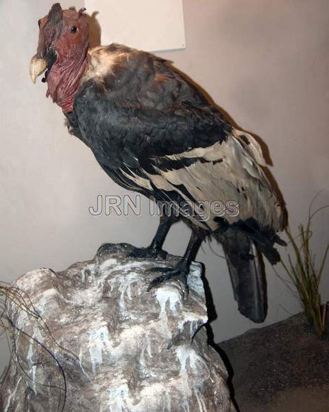 Andean Condor