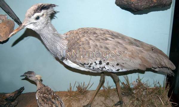 Kori Bustard