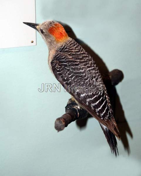 Golden-fronted Woodpecker