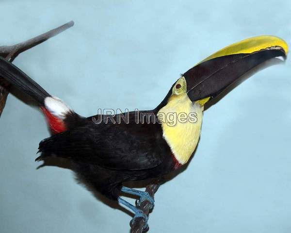 Chestnut-mandible Toucan