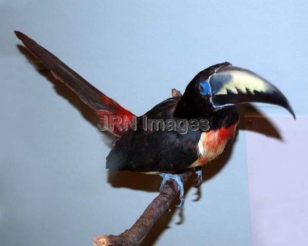 Collare Aracari