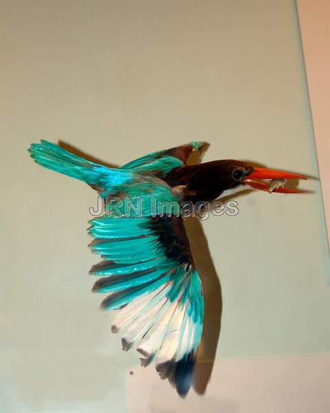 White-throate Kingfisher