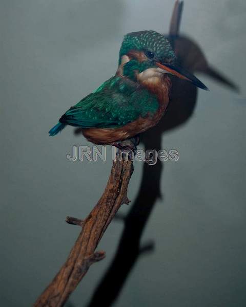 Common Kingfisher