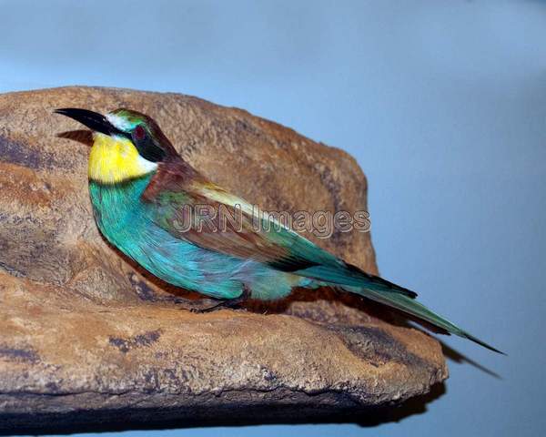 European Bee-eater