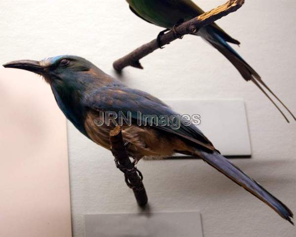 Blue-bearded Bee-eater