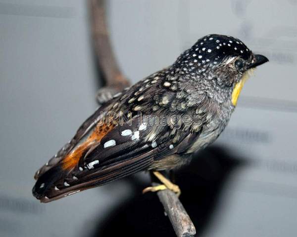 Spotted pardalote