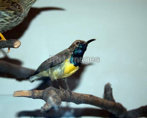 Olive-backed Sunbird