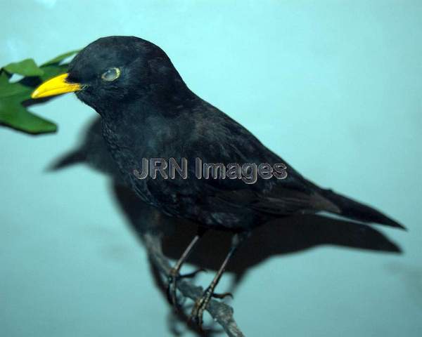 European blackbird