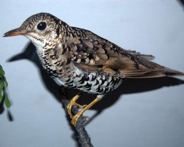 White's Thrush