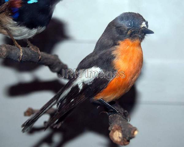 Flame Robin