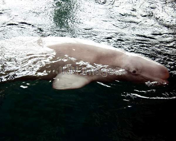 Beluga whale