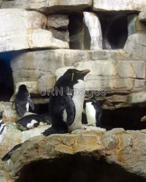 Rockhopper Penguin