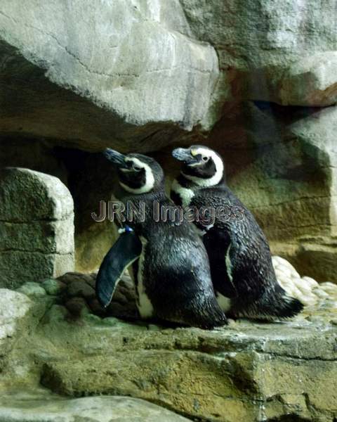 Magellanic Penguin