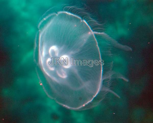 Moon jelly